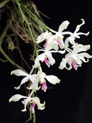 Bild von Phalaenopsis fimbriata