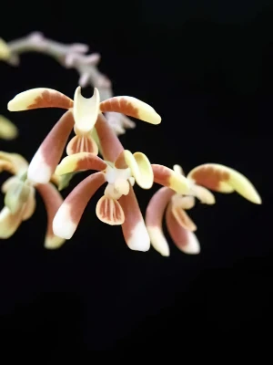 Bild von Phalaenopsis fuscata 2