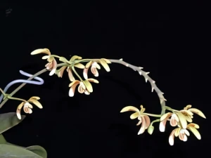 Bild von Phalaenopsis fuscata 3