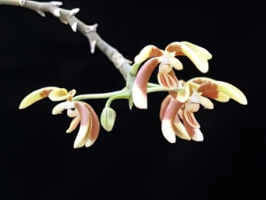 Bild von Phalaenopsis fuscata