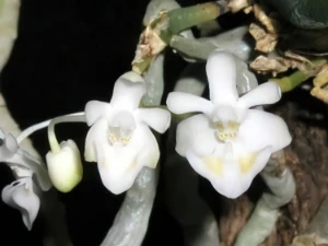 Bild von Phalaenopsis gibbosa 3