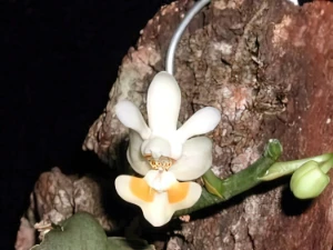 Bild von Phalaenopsis gibbosa