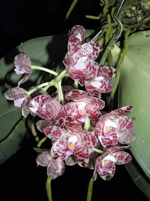 Bild von Phalaenopsis gigantea 1