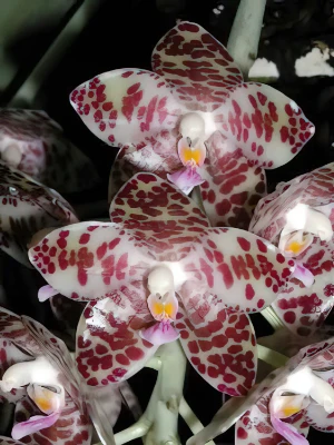 Bild von Phalaenopsis gigantea 2