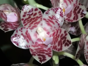 Bild von Phalaenopsis gigantea 4