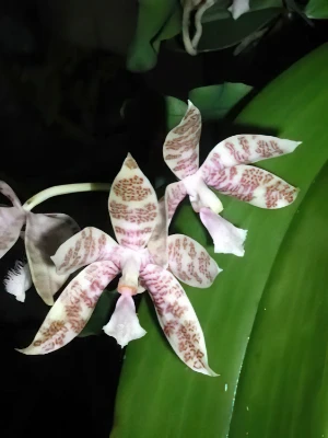 Bild von Phalaenopsis hieroglyphica