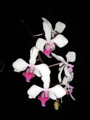 Bild von Phalaenopsis intermedia