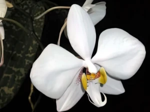 Bild von Phalaenopsis leucorhoda