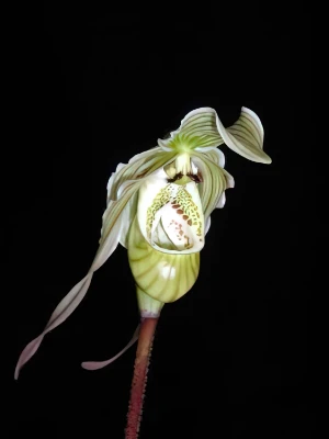 Image of Phragmipedium piercei