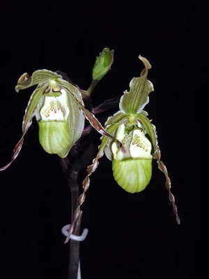 Image of Phragmipedium richterii