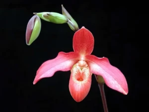 Bild von Phragmipedium sargentianum x besseae