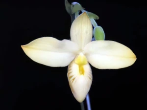 Bild von Phragmipedium besseae var. flava