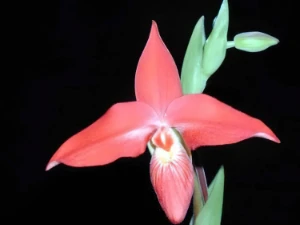 Bild von Phragmipedium besseae