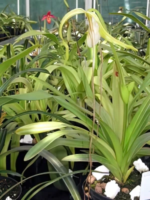 Bild von Phragmipedium caudatum var. walichii 2