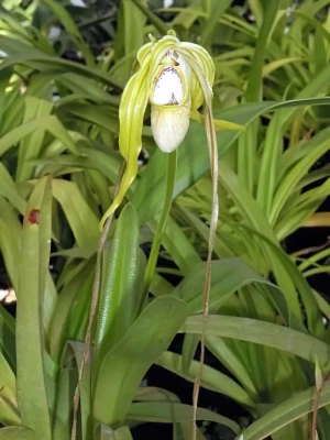 Bild von Phragmipedium caudatum var. walichii