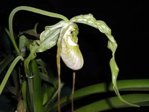 Bild von Phragmipedium caudatum