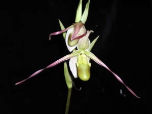 Bild von Phragmipedium chapaense