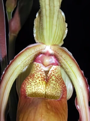 Bild von Phragmipedium grande 3