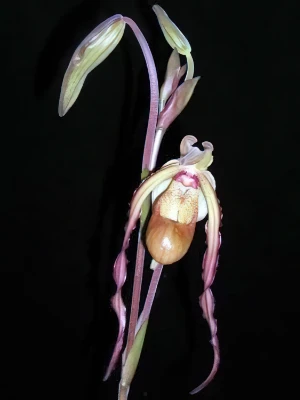 Bild von Phragmipedium grande