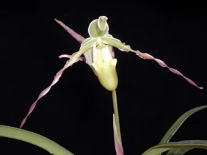 Bild von Phragmipedium longifolium 3