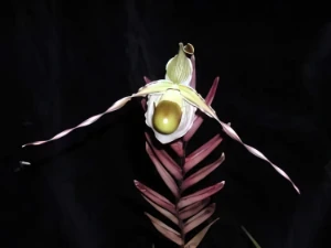 Bild von Phragmipedium longifolium