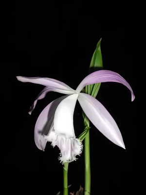 Bild von Pleione formosana