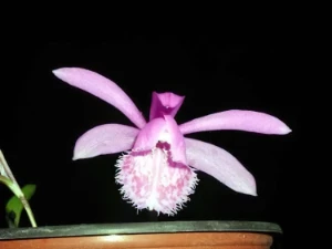 Bild von Pleione limprichtii