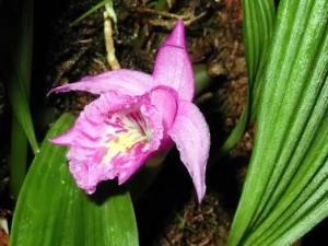 Bild von Pleione saxicola