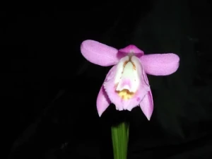 Bild von Pleione scopulorum