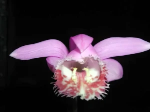 Bild von Pleione limprichtii 2