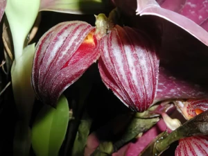 Image de Pleurothalis sp costarica 3