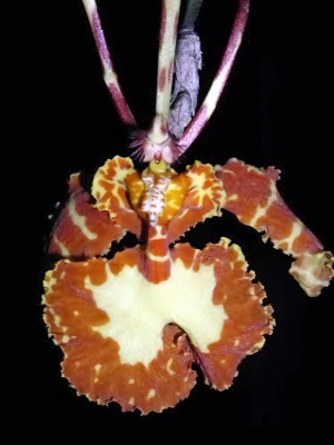 Bild von Psychopsis versteegiana