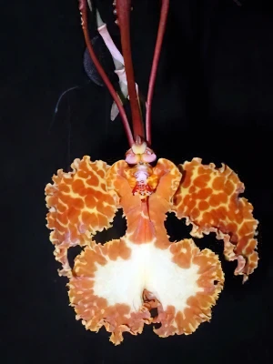 Image of Psychopsis krameriana