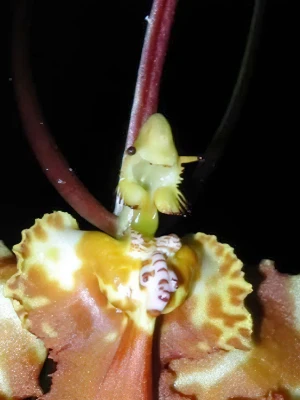 Image of Psychopsis papilio 6