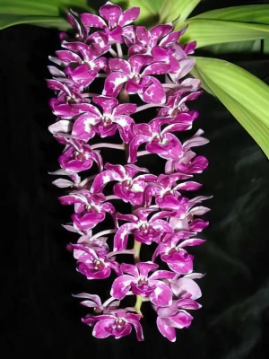 Image de Rhynchostylis gigantea var. virapandahui