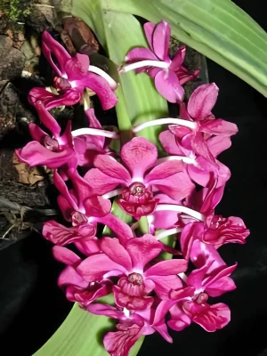 Bild von Rhynchostylis gigantea red