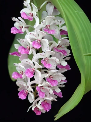 Bild von Rhynchostylis gigantea