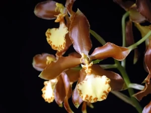 Bild von Rossioglossum schliperianum 3