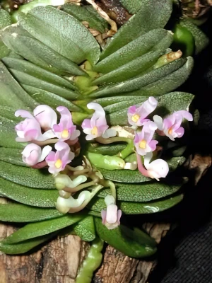 Bild von Schoenoorchis fragrans 4