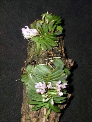 Bild von Schoenoorchis fragrans