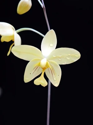 Image de Spathoglotis lobii