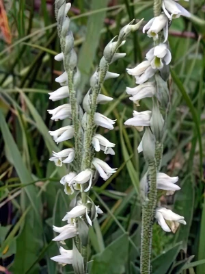 Bild von Spiranthes spiralis 7