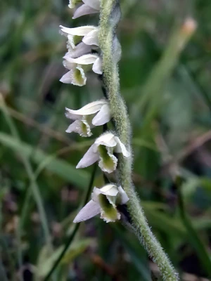 Bild von Spiranthes spiralis