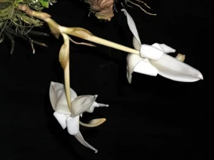 Image de Stanhopea candida