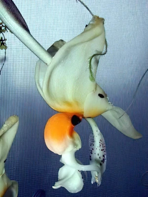 Image de Stanhopea embreei