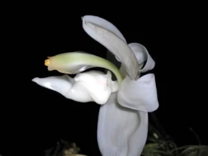 Bild von Stanhopea candida 9