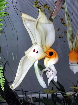 Bild von Stanhopea embreei 2