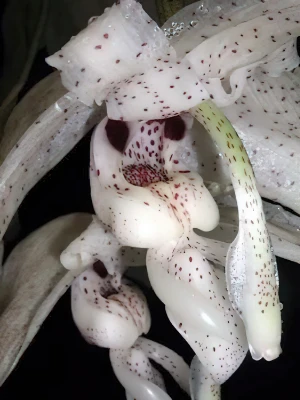 Bild von Stanhopea florida 1