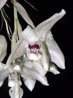 Bild von Stanhopea florida 2