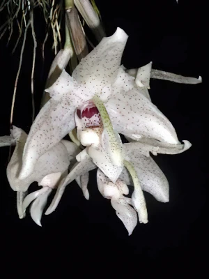 Bild von Stanhopea florida